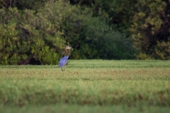Goliat Heron