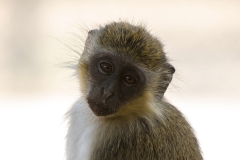 Green Velvet Monkey