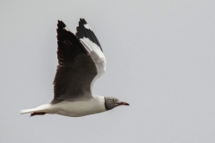 Greyheaded Gull