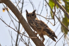 Greyish Eagle Owl