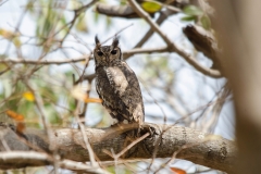 Greyish Eagle Owl2