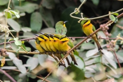 Little  Bee-eater