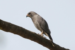 Lizzard Buzzard