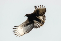 Long-crested Eagle