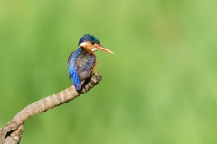 Malachite Kingfisher