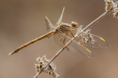 Many-celled Skimmer