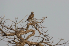 Martial Eagle
