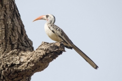 Northern Redbilled Hornbill