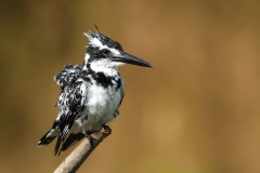 Pied Kingfisher FB