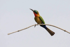 Red-throated Bee-eater