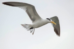 Royal Tern
