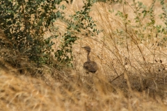 Savile's Bustard