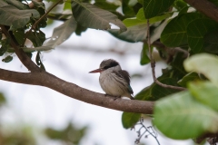 Striped Kingfisher