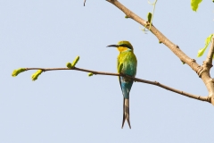 Swallowtailed Beeeater