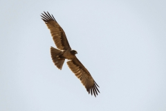 Tawny Eagle