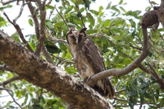 Verreaux´s Eagle Owl