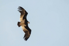 White-headed Vulture