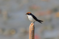 Wire-tailed Swallow