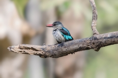Woodland Kingfisher