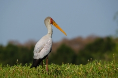 Yellow Billed Stork