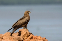 Yellow-billed Kite