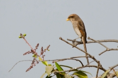 Yellowbilled Shrike