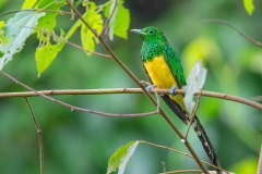 African  Emerald Cuckoo