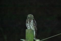 Akun Eagle Owl