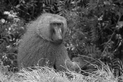 Olive Baboon