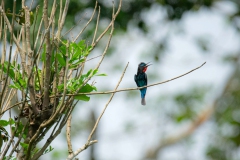 Black Bee-eater