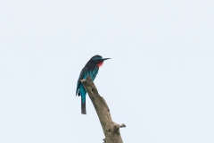 Black Bee-eater