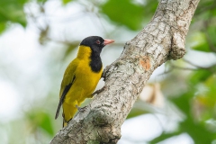 Black-winged Oriole