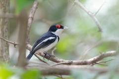 Common Wattle-eye