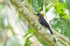 Copper Sunbird