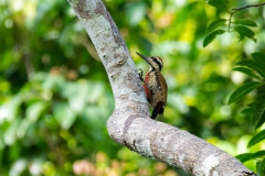 Fire-bellied Woodpecker