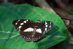 Forest Glade Nymph