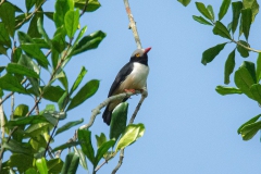 Red-billed Helmetshrike