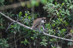 Spot-nosed Monkey