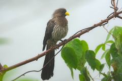 Western Plantaineter