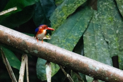 White-bellied Kingfisher