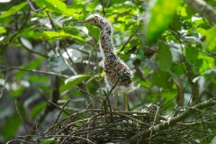White-crested Tiger Heron