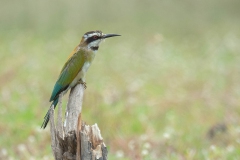 White-fronted Bee-eater