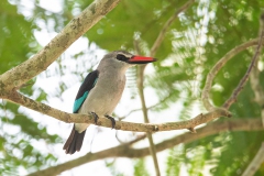 Woodland Kingfisher