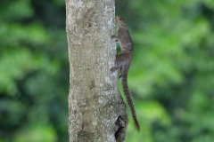 Slender Squirrel
