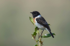 African Stonechat