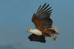 Afrikaanse Visarend - African Fish Eagle