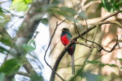 Bar-tailed Trogon