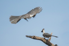 Bare-faced Go-away-bird