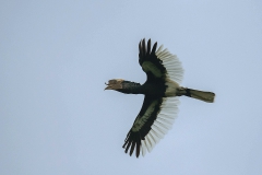 Black-and-white-casqued Hornbill