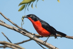 Black-headed Gonolek